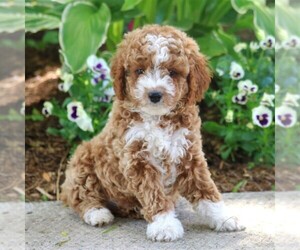 Poodle (Miniature) Puppy for sale in MYERSTOWN, PA, USA
