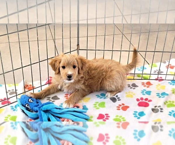 Medium Photo #9 Cavapoo mix (+ Poodle Miniature) Puppy For Sale in ORO VALLEY, AZ, USA
