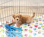 Small #8 Cavapoo mix (+ Poodle Miniature)