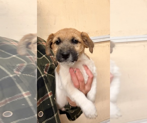 Medium Photo #7 Jack Russell Terrier Puppy For Sale in FREEMAN, MO, USA