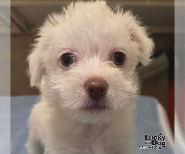 Medium Photo #2 Cairn Terrier-Unknown Mix Puppy For Sale in Washington, DC, USA