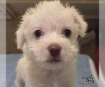 Small #1 Cairn Terrier Mix
