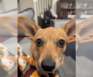 Dachshund Dogs for adoption in Arlington, VA, USA