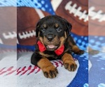 Small Photo #7 Rottweiler Puppy For Sale in GLEN ROCK, PA, USA