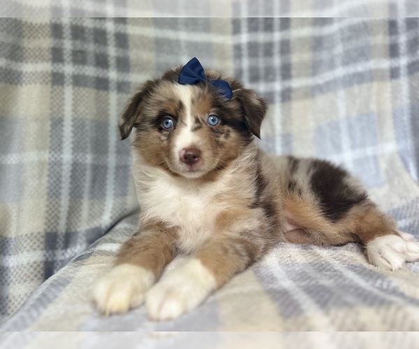 Medium Photo #8 Miniature Australian Shepherd Puppy For Sale in LAKELAND, FL, USA