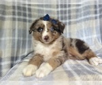 Small #7 Miniature Australian Shepherd