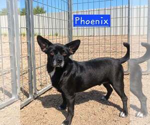 Phoenix 2 - Male Chihuahua-Unknown Mix Dog for Adoption - Photo #2