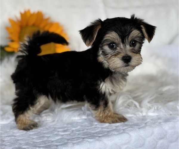 Medium Photo #2 Morkie Puppy For Sale in ROCK STREAM, NY, USA