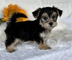 Small #1 Morkie