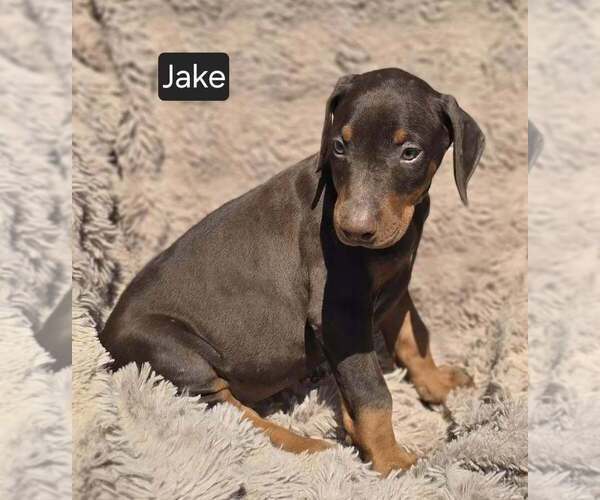 Medium Photo #5 Doberman Pinscher Puppy For Sale in POMEROY, OH, USA