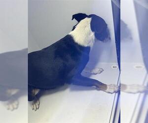 Labrador Retriever-Unknown Mix Dogs for adoption in Houston, TX, USA