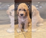 Puppy Loyal Goldendoodle