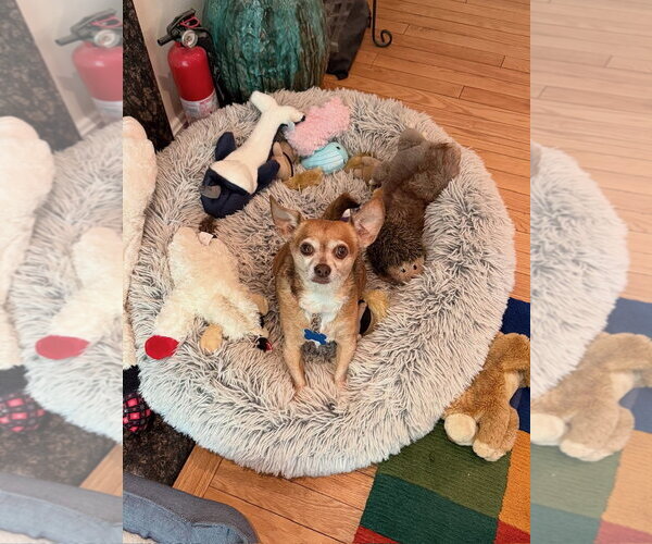 Medium Photo #8 Chihuahua Puppy For Sale in East Derry, NH, USA