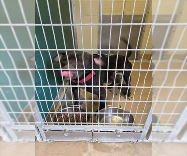 Medium Photo #1 Mutt Puppy For Sale in Texas City, TX, USA