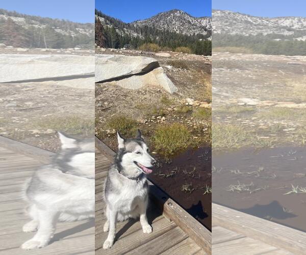 Medium Photo #4 Huskies -Unknown Mix Puppy For Sale in Incline Village, NV, USA