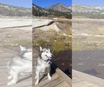 Small #3 Huskies  Mix