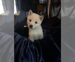 Shiba Inu Puppy for sale in WINTERPORT, ME, USA