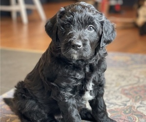 Aussiedoodle Puppy for sale in WESTMINSTER, MD, USA