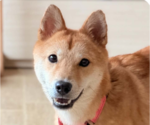 Small Shiba Inu Mix