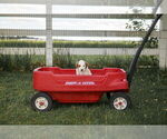 Small Photo #13 Goldendoodle (Miniature) Puppy For Sale in FREDERICA, DE, USA