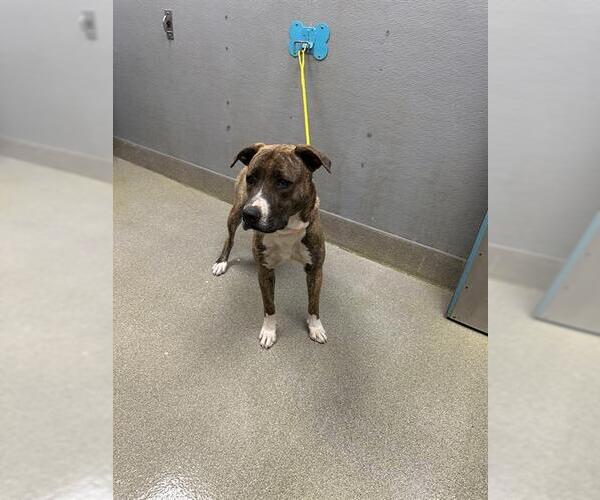 Medium Photo #1 Siberian Husky-Unknown Mix Puppy For Sale in Las Vegas, NV, USA