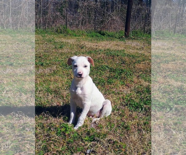 Medium Photo #4 Mutt Puppy For Sale in Princeton, MN, USA