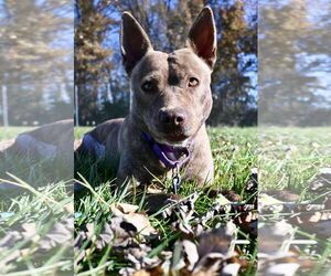 Mutt Dogs for adoption in DuQuoin, IL, USA