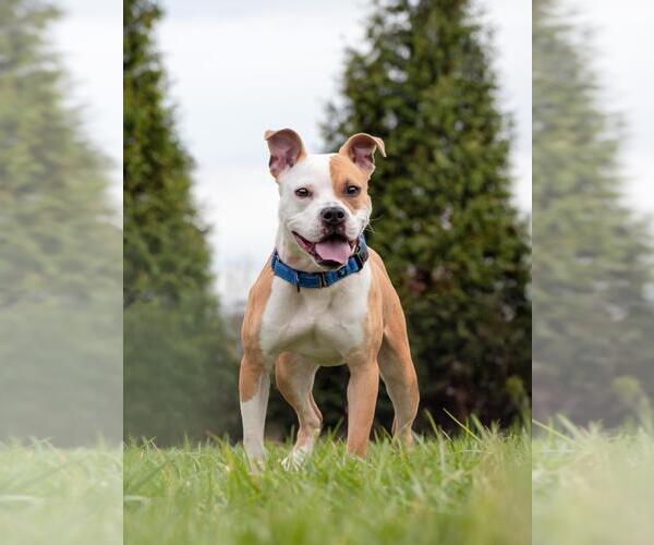 Medium Photo #1 Bullboxer Pit Puppy For Sale in Derwood, MD, USA