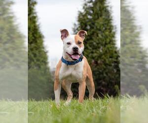 Bullboxer Pit Dogs for adoption in Derwood, MD, USA