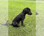 Small #4 Labrador Retriever Mix
