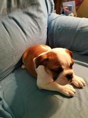 Bulldog Puppy for sale in NEW OXFORD, PA, USA