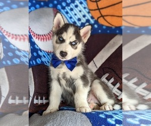Siberian Husky Puppy for sale in QUARRYVILLE, PA, USA