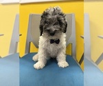 Small Goldendoodle (Miniature)
