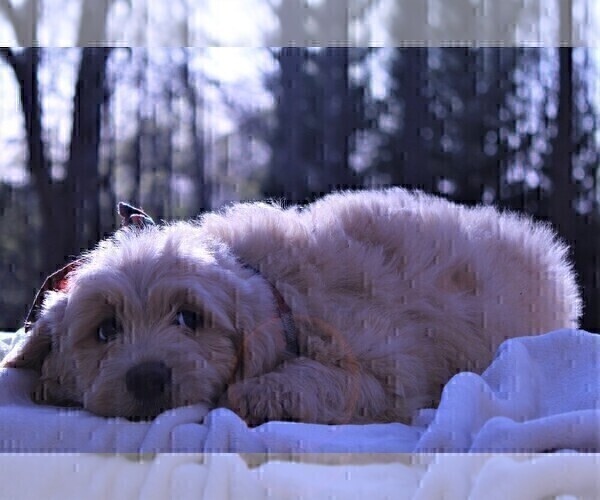 Medium Photo #7 Goldendoodle Puppy For Sale in ROUGEMONT, NC, USA