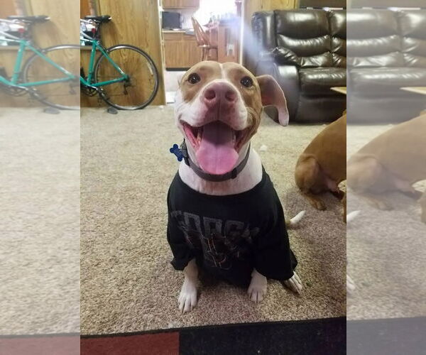 Medium Photo #2 American Pit Bull Terrier-Unknown Mix Puppy For Sale in Fort Collins, CO, USA