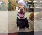 Small #1 American Pit Bull Terrier Mix