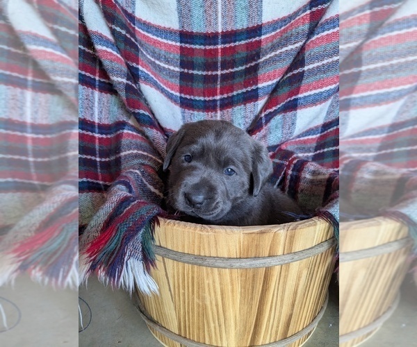 Medium Photo #4 Labrador Retriever Puppy For Sale in PALMYRA, VA, USA
