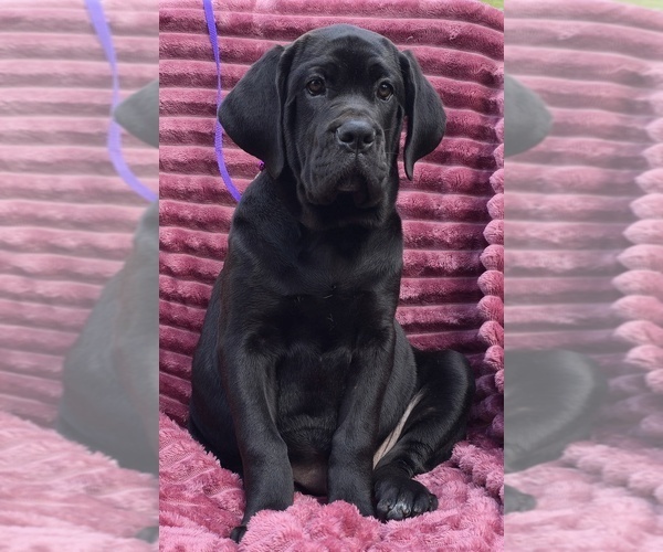 Medium Photo #8 Cane Corso Puppy For Sale in MINERAL WELLS, WV, USA