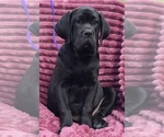 Small #7 Cane Corso