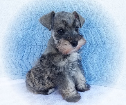 Medium Photo #1 Schnauzer (Miniature) Puppy For Sale in SYRACUSE, UT, USA