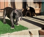 Small Photo #4 American Bully Puppy For Sale in OAKLAND, CA, USA
