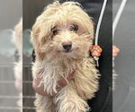 Small #1 Maltese Mix