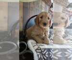 Small Photo #13 Goldendoodle Puppy For Sale in PERRYSVILLE, OH, USA