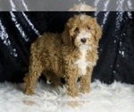 Small Photo #103 Goldendoodle (Miniature) Puppy For Sale in WARSAW, IN, USA