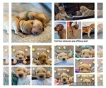 Small Photo #2 Golden Retriever Puppy For Sale in PEORIA, AZ, USA
