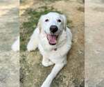 Small #12 Great Pyrenees Mix