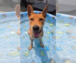 Small #2 Basenji Mix