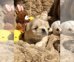 Small Photo #6 Shih Tzu Puppy For Sale in MILTON, FL, USA