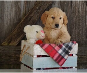 Golden Retriever Puppy for sale in FREDERICKSBG, OH, USA