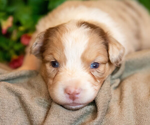 Australian Shepherd Puppy for sale in WESTFIELD, MA, USA